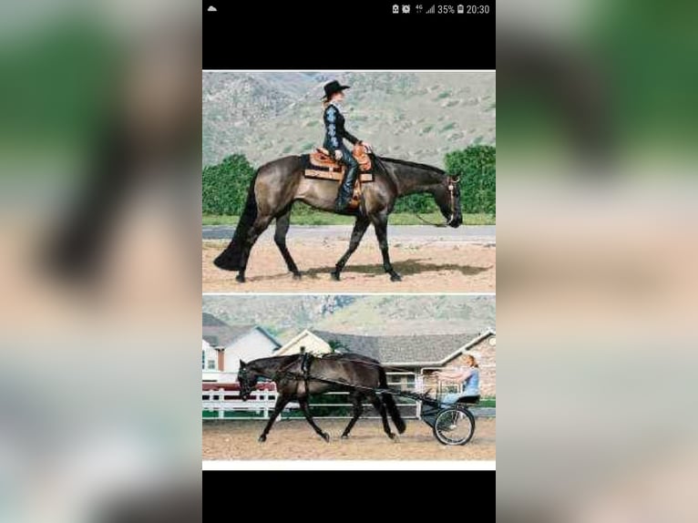 American Quarter Horse Giumenta 12 Anni 159 cm Grullo in Luxemburg