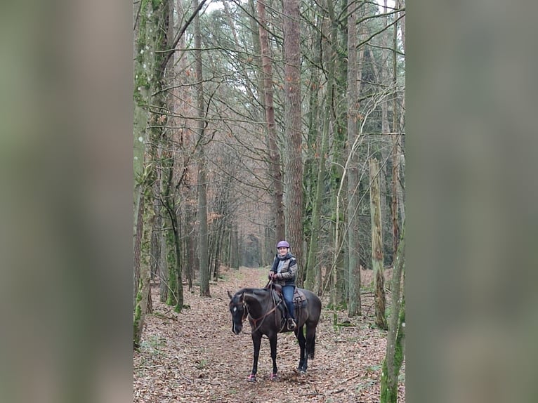 American Quarter Horse Giumenta 12 Anni 159 cm Grullo in Luxemburg