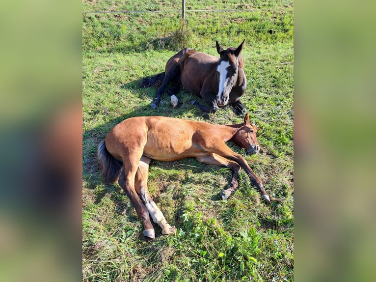 American Quarter Horse Giumenta 12 Anni 160 cm Morello in Adelsheim