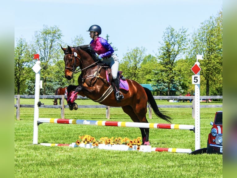 American Quarter Horse Giumenta 12 Anni 163 cm Baio ciliegia in Canal Winchester