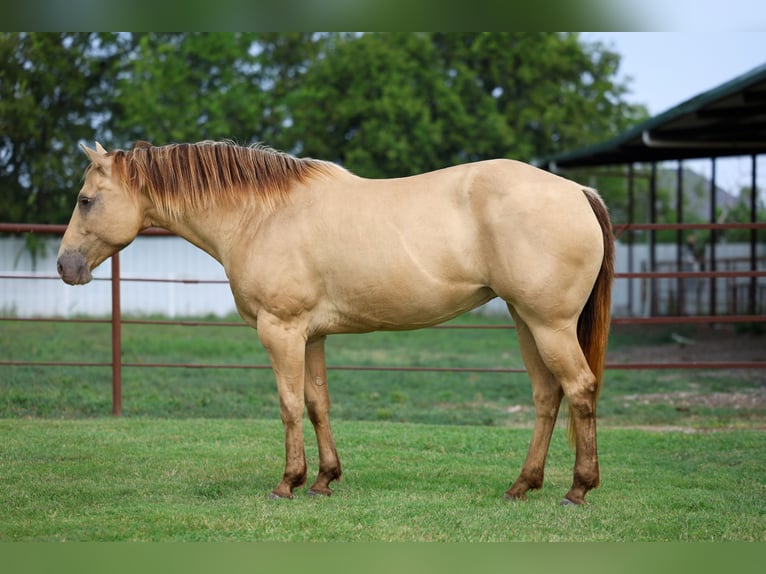 American Quarter Horse Giumenta 12 Anni 163 cm Champagne in Forney