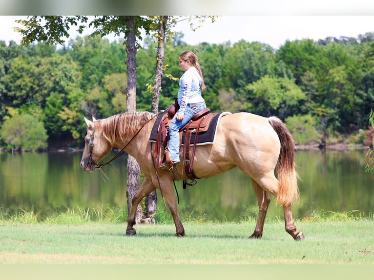 American Quarter Horse Giumenta 12 Anni 163 cm Champagne in Forney