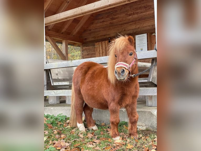 American Quarter Horse Giumenta 12 Anni 165 cm in Alesheim