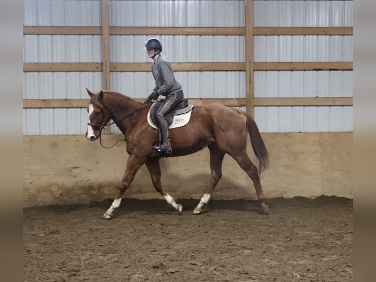 American Quarter Horse Mix Giumenta 12 Anni 175 cm Sauro scuro in Howell