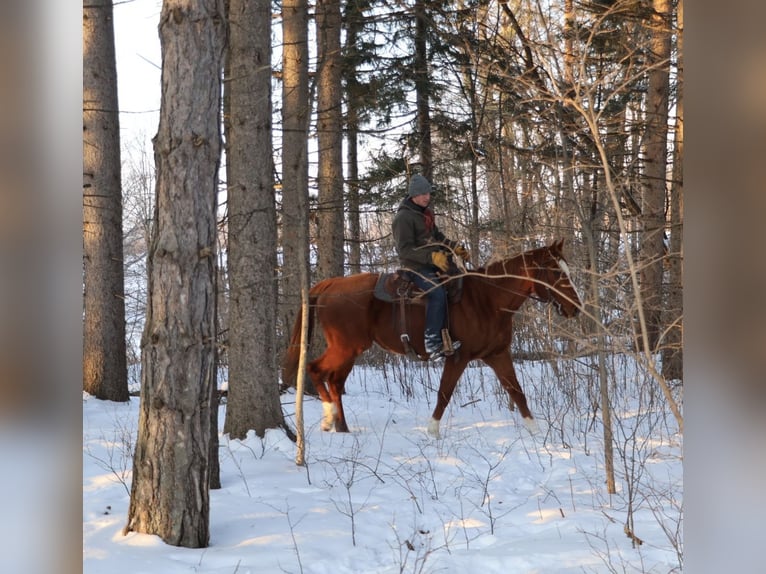 American Quarter Horse Mix Giumenta 12 Anni 175 cm Sauro scuro in Howell