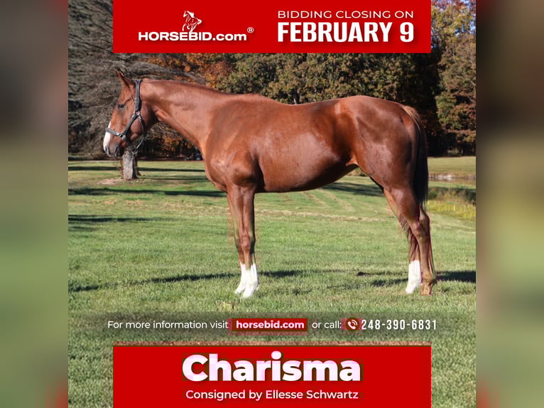 American Quarter Horse Mix Giumenta 12 Anni 175 cm Sauro scuro in Howell