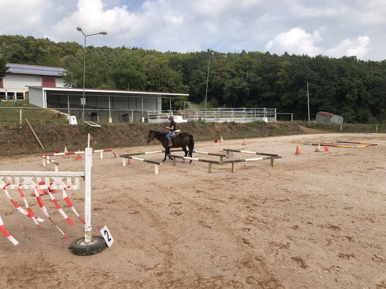 American Quarter Horse Giumenta 12 Anni Baio in Leidersbach