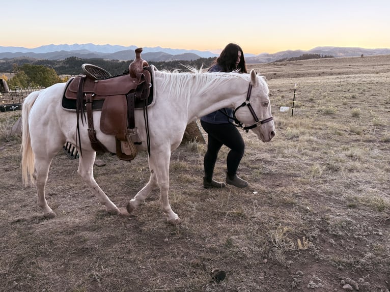 American Quarter Horse Giumenta 12 Anni Bianco in Cotopaxi