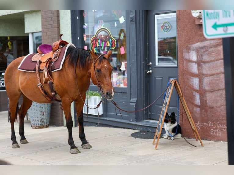 American Quarter Horse Giumenta 12 Anni Falbo in Forney