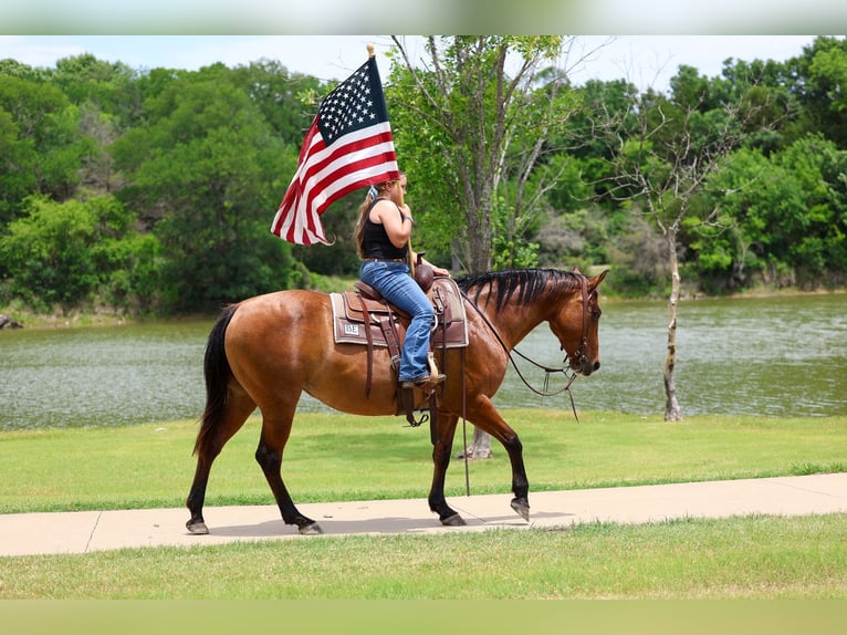 American Quarter Horse Giumenta 12 Anni Falbo in Forney