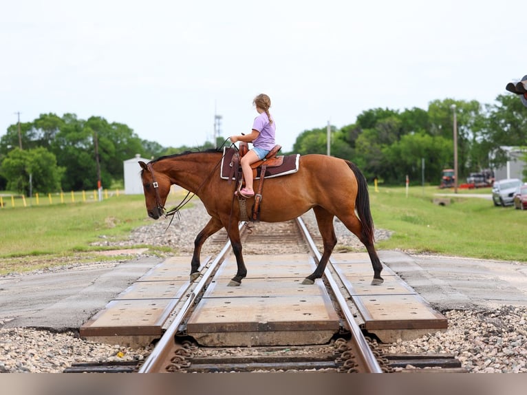American Quarter Horse Giumenta 12 Anni Falbo in Forney