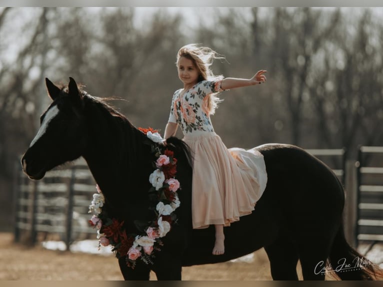 American Quarter Horse Giumenta 12 Anni Morello in Lewistown IL