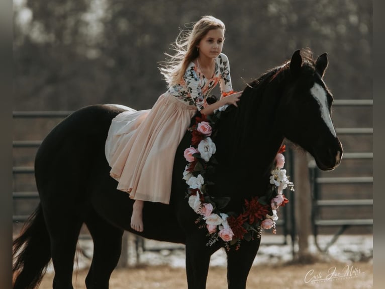 American Quarter Horse Giumenta 12 Anni Morello in Lewistown IL