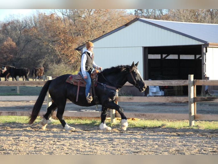 American Quarter Horse Giumenta 12 Anni Morello in Howell, mi