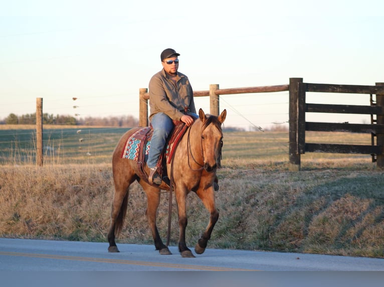 American Quarter Horse Giumenta 12 Anni Pelle di daino in Sanora KY