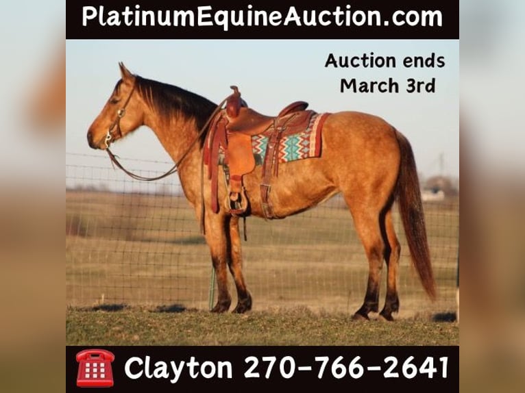 American Quarter Horse Giumenta 12 Anni Pelle di daino in Sanora KY