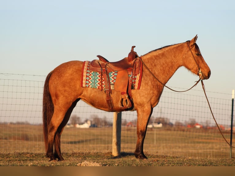 American Quarter Horse Giumenta 12 Anni Pelle di daino in Sanora KY