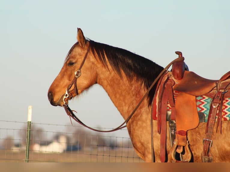 American Quarter Horse Giumenta 12 Anni Pelle di daino in Sanora KY