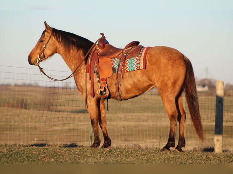 American Quarter Horse Giumenta 12 Anni Pelle di daino in Sanora KY