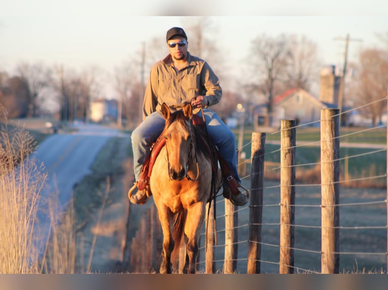 American Quarter Horse Giumenta 12 Anni Pelle di daino in Sanora KY