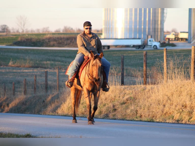 American Quarter Horse Giumenta 12 Anni Pelle di daino in Sanora KY