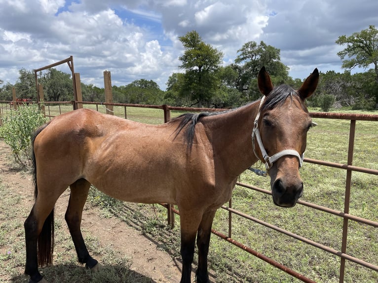 American Quarter Horse Giumenta 12 Anni Roano rosso in Wimberley