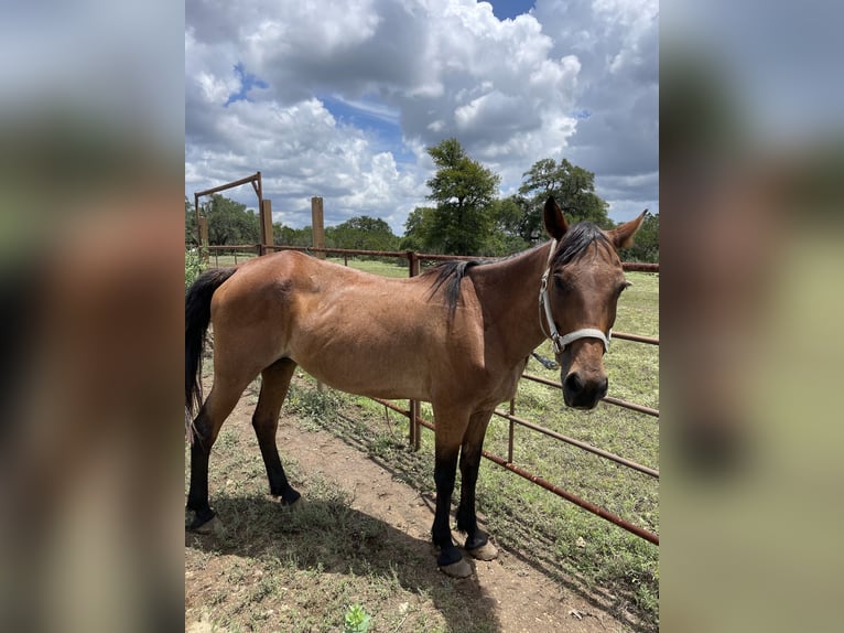 American Quarter Horse Giumenta 12 Anni Roano rosso in Wimberley