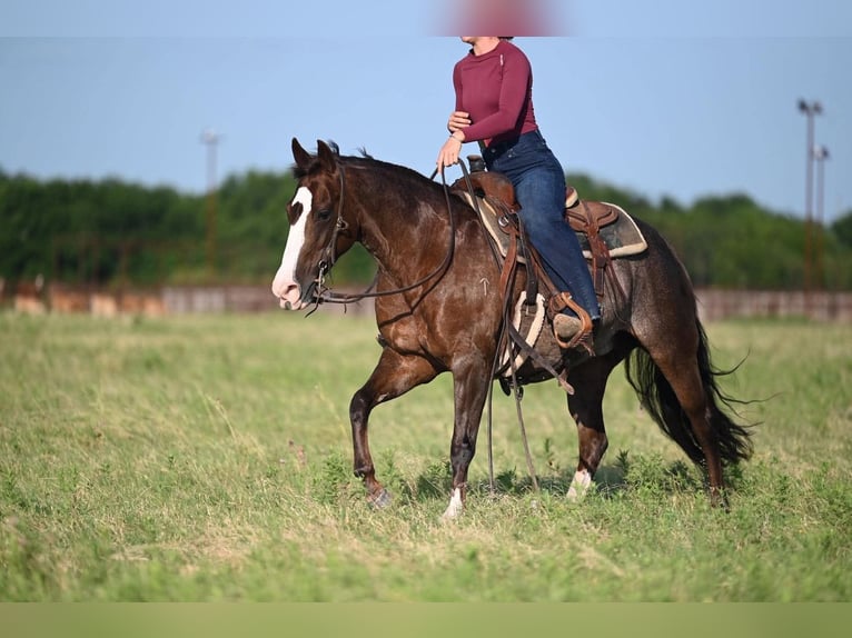 American Quarter Horse Giumenta 12 Anni Roano rosso in Waco
