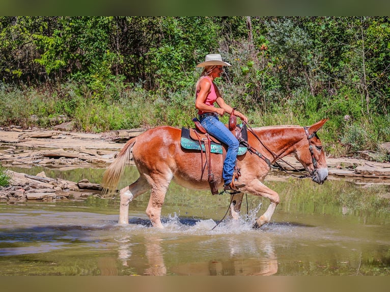 American Quarter Horse Giumenta 12 Anni Sauro ciliegia in Flemingsburg Ky