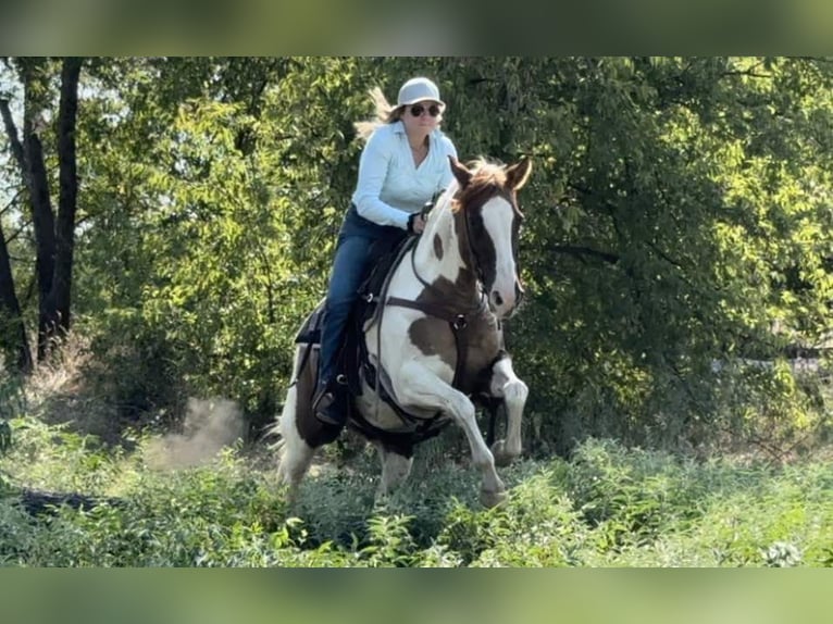 American Quarter Horse Giumenta 12 Anni Tobiano-tutti i colori in Weatherford TX