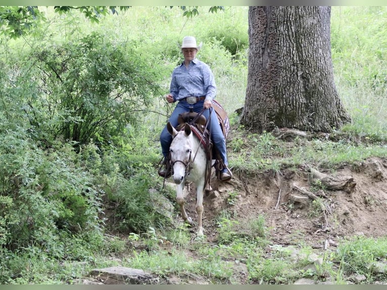 American Quarter Horse Giumenta 13 Anni 137 cm Sauro scuro in Brooksville KY