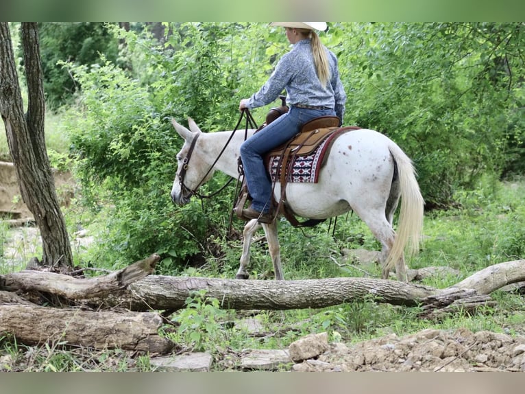 American Quarter Horse Giumenta 13 Anni 137 cm Sauro scuro in Brooksville KY