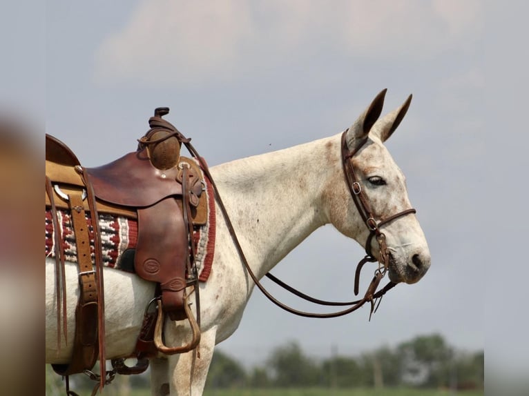 American Quarter Horse Giumenta 13 Anni 137 cm Sauro scuro in Brooksville KY