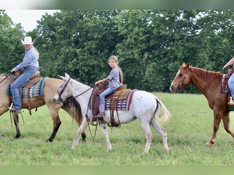 American Quarter Horse Giumenta 13 Anni 137 cm Sauro scuro in Brooksville KY