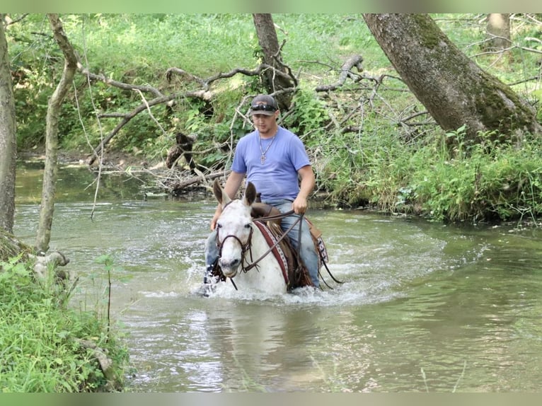 American Quarter Horse Giumenta 13 Anni 137 cm Sauro scuro in Brooksville KY