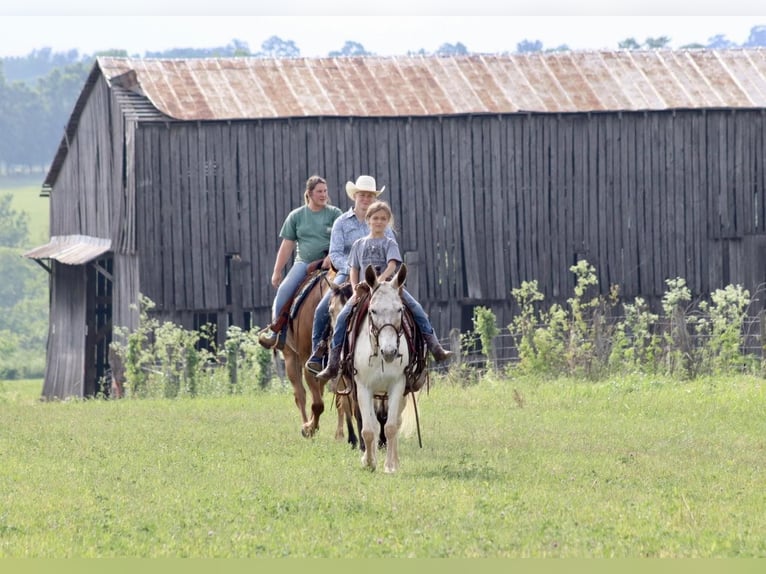 American Quarter Horse Giumenta 13 Anni 137 cm Sauro scuro in Brooksville KY