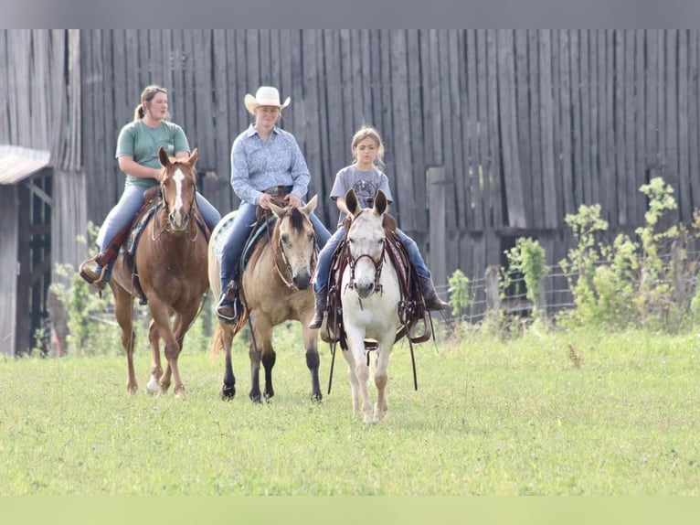 American Quarter Horse Giumenta 13 Anni 137 cm Sauro scuro in Brooksville KY