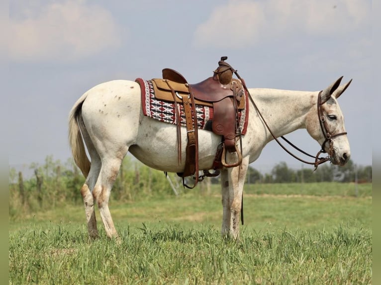 American Quarter Horse Giumenta 13 Anni 137 cm Sauro scuro in Brooksville KY