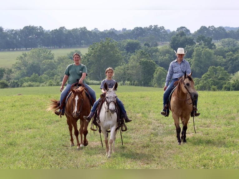 American Quarter Horse Giumenta 13 Anni 137 cm Sauro scuro in Brooksville KY