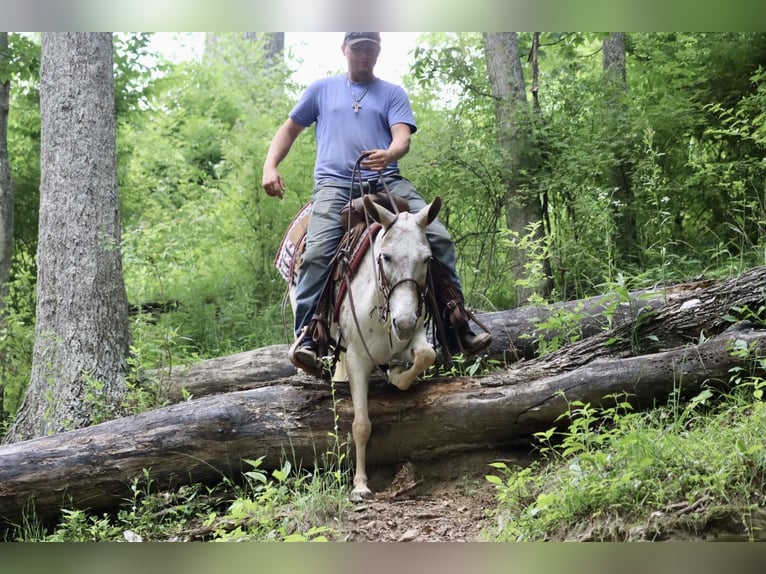 American Quarter Horse Giumenta 13 Anni 137 cm Sauro scuro in Brooksville KY