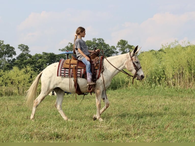 American Quarter Horse Giumenta 13 Anni 137 cm Sauro scuro in Brooksville KY