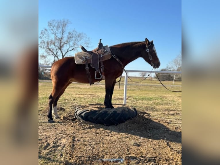 American Quarter Horse Giumenta 13 Anni 142 cm Baio ciliegia in Lawton