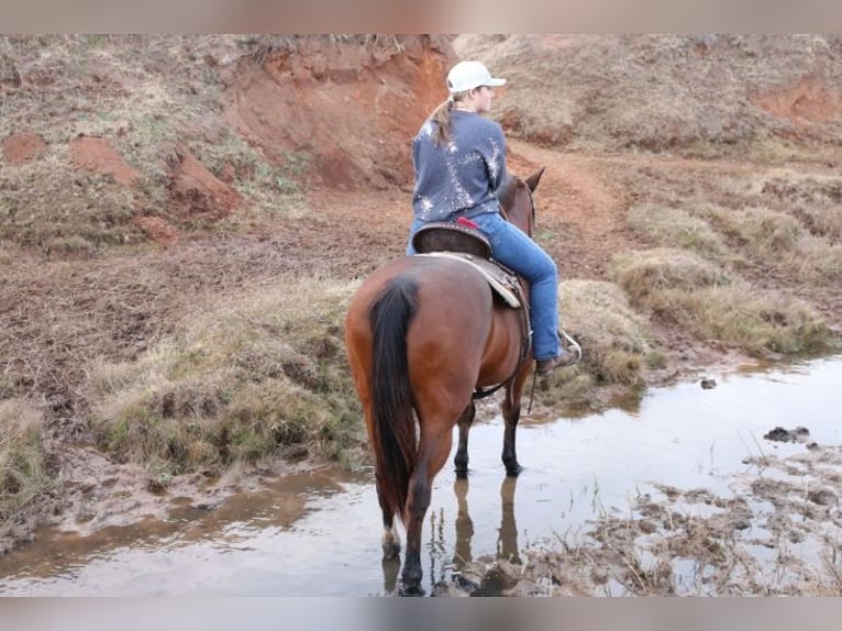 American Quarter Horse Giumenta 13 Anni 142 cm Baio ciliegia in Lawton