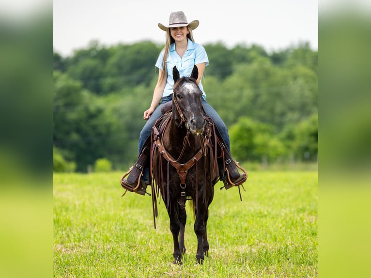 American Quarter Horse Giumenta 13 Anni 142 cm Morello in EWING, KY