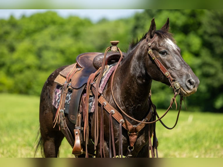 American Quarter Horse Giumenta 13 Anni 142 cm Morello in EWING, KY