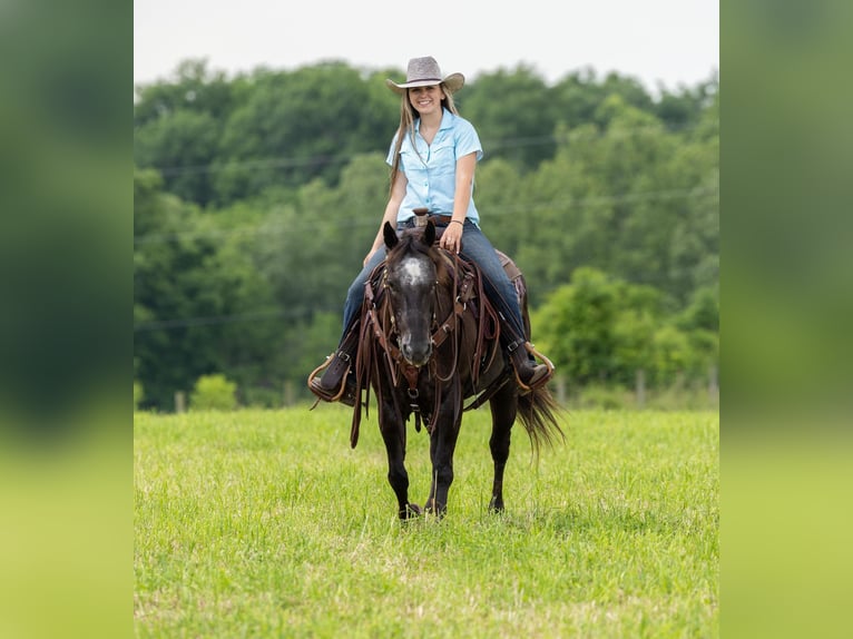 American Quarter Horse Giumenta 13 Anni 142 cm Morello in EWING, KY