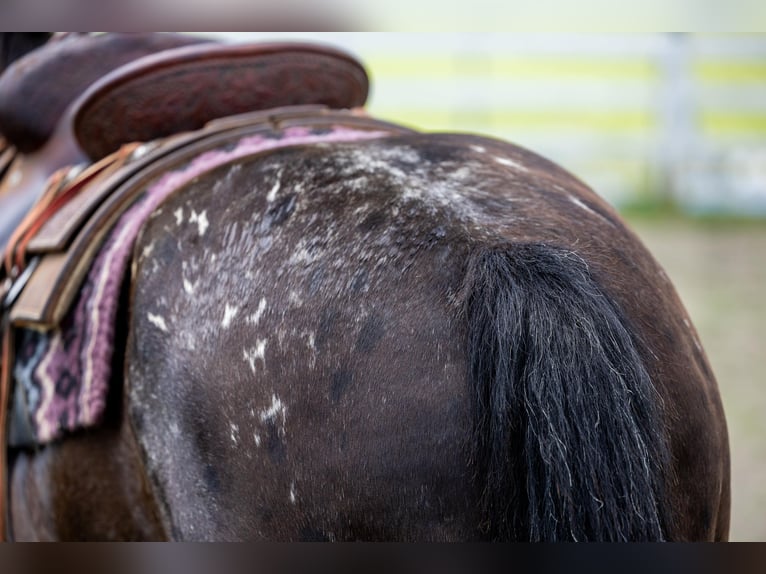 American Quarter Horse Giumenta 13 Anni 142 cm Morello in EWING, KY