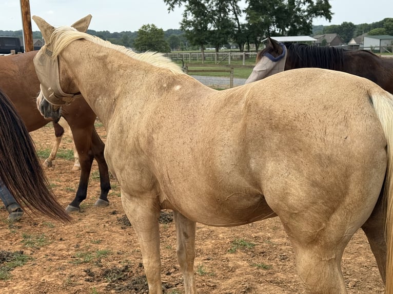 American Quarter Horse Giumenta 13 Anni 142 cm Palomino in Gallatin,Tennessee