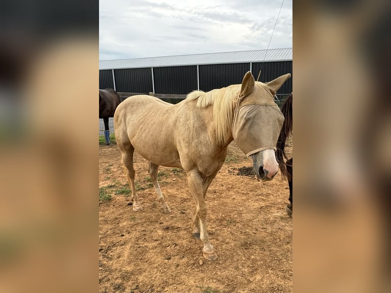 American Quarter Horse Giumenta 13 Anni 142 cm Palomino in Gallatin,Tennessee