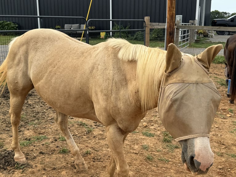 American Quarter Horse Giumenta 13 Anni 142 cm Palomino in Gallatin,Tennessee